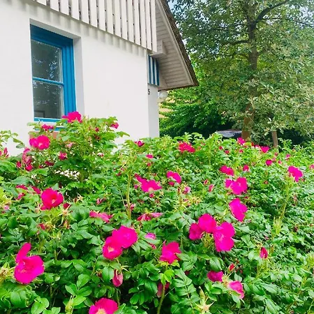 Schwalbe Wieck/darss * 비에크