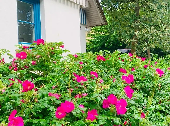 Schwalbe Wieck/darss * Wieck