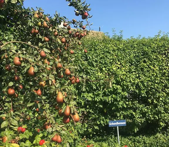 Apartamento Schwalbe Wieck/darss *